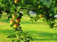 Сколько сортов яблок существует?