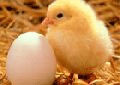 Почему птенцы вылупляются из яиц одновременно